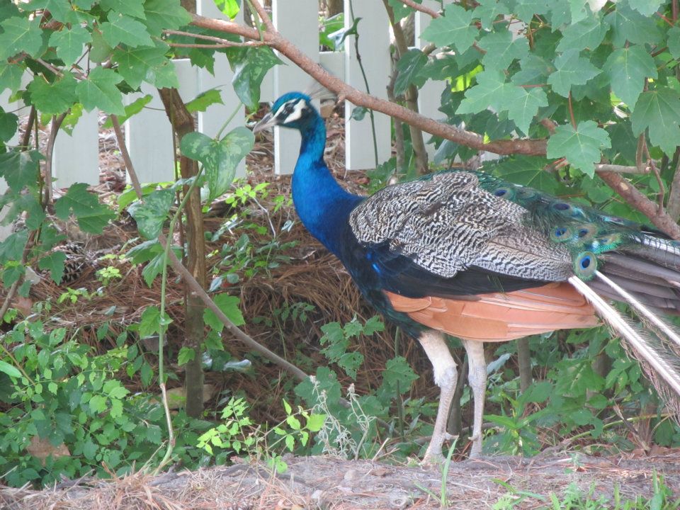 peacock