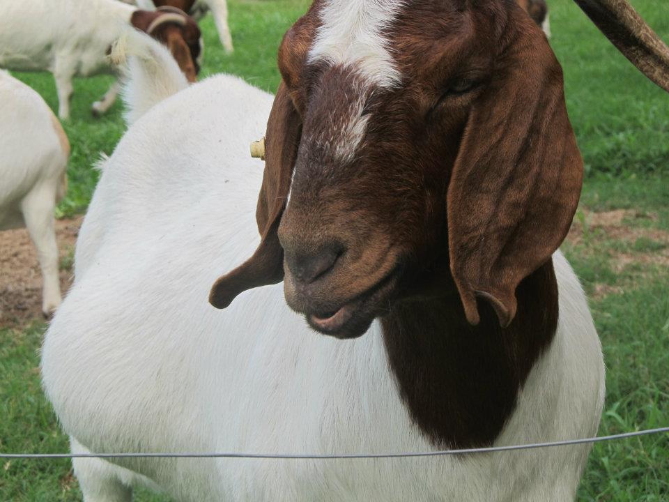 goat
